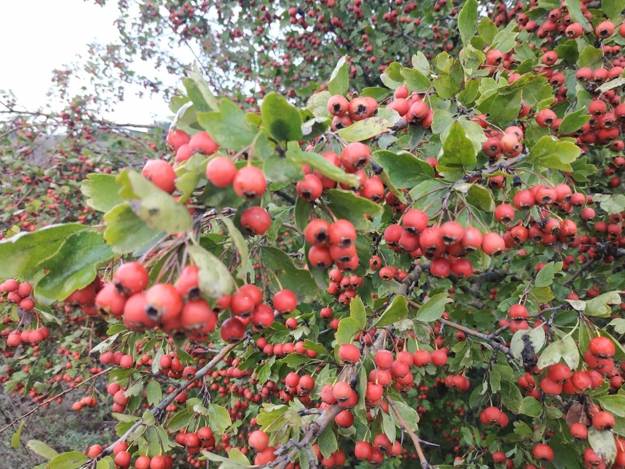 Боярышник сомнительный (Crataegus ambigua)
