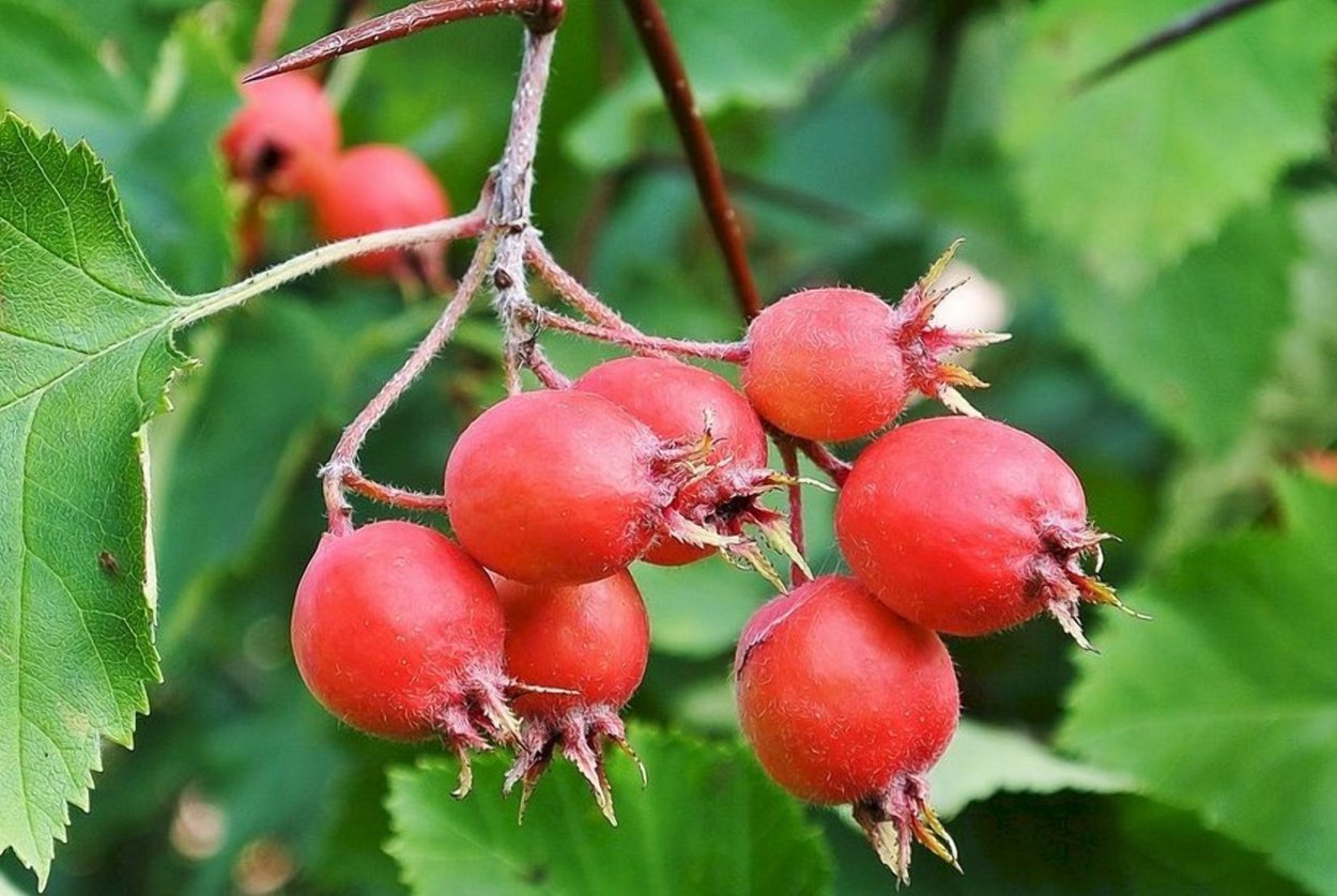 Боярышник вееровидный