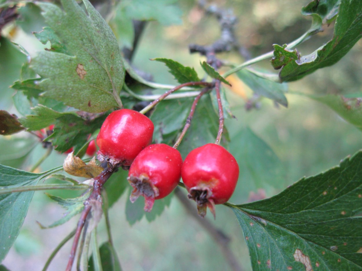 Боярышник пятипестичный (Crataegus pentagyna)