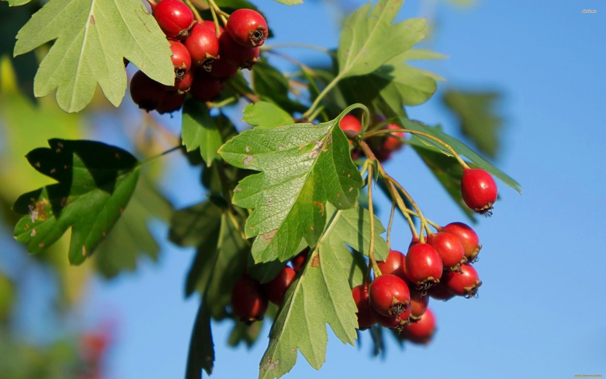 Картинки на рабочий стол защита природы ягода