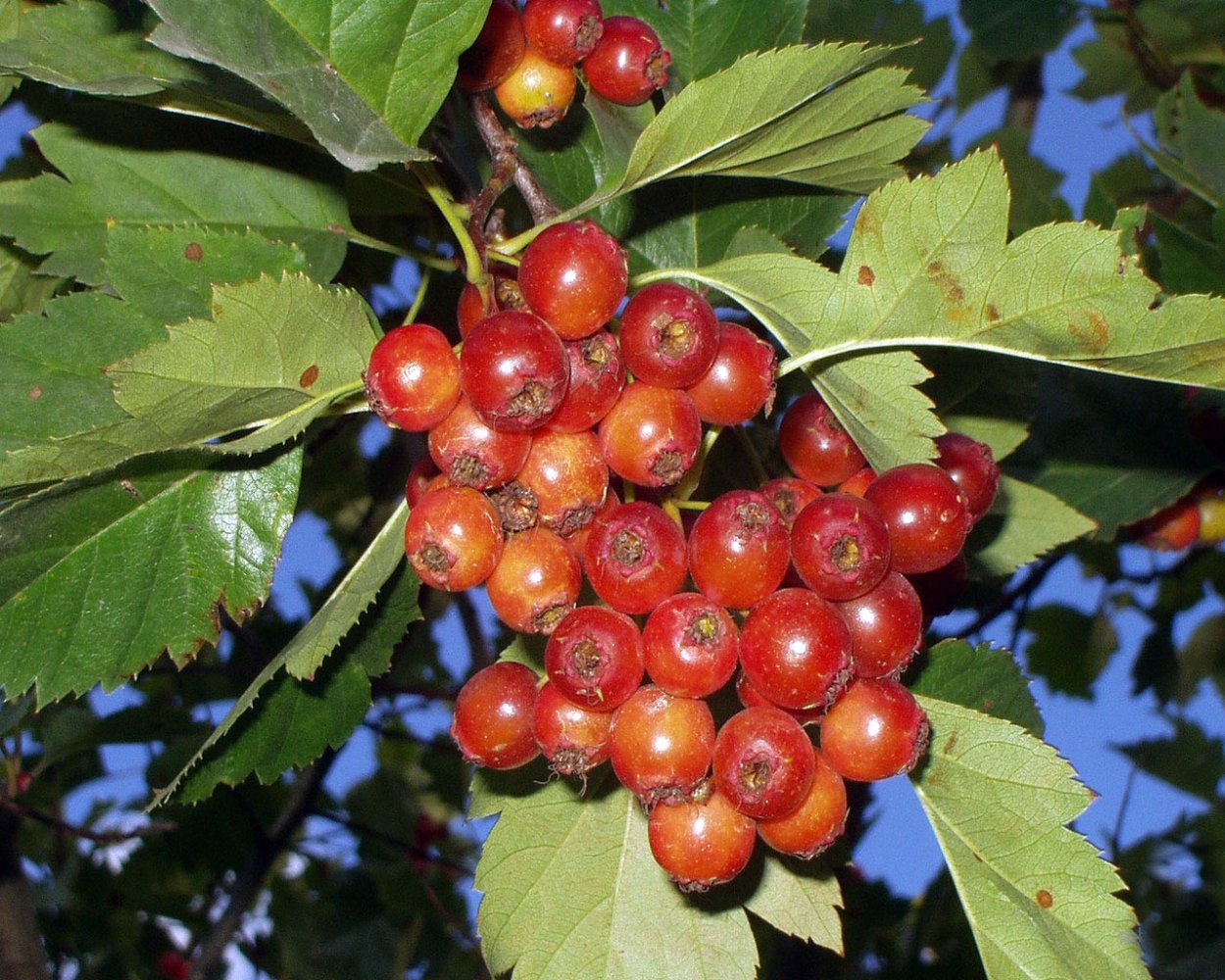 Боярышник кроваво-красный, Сибирский Crataegus sanguinea