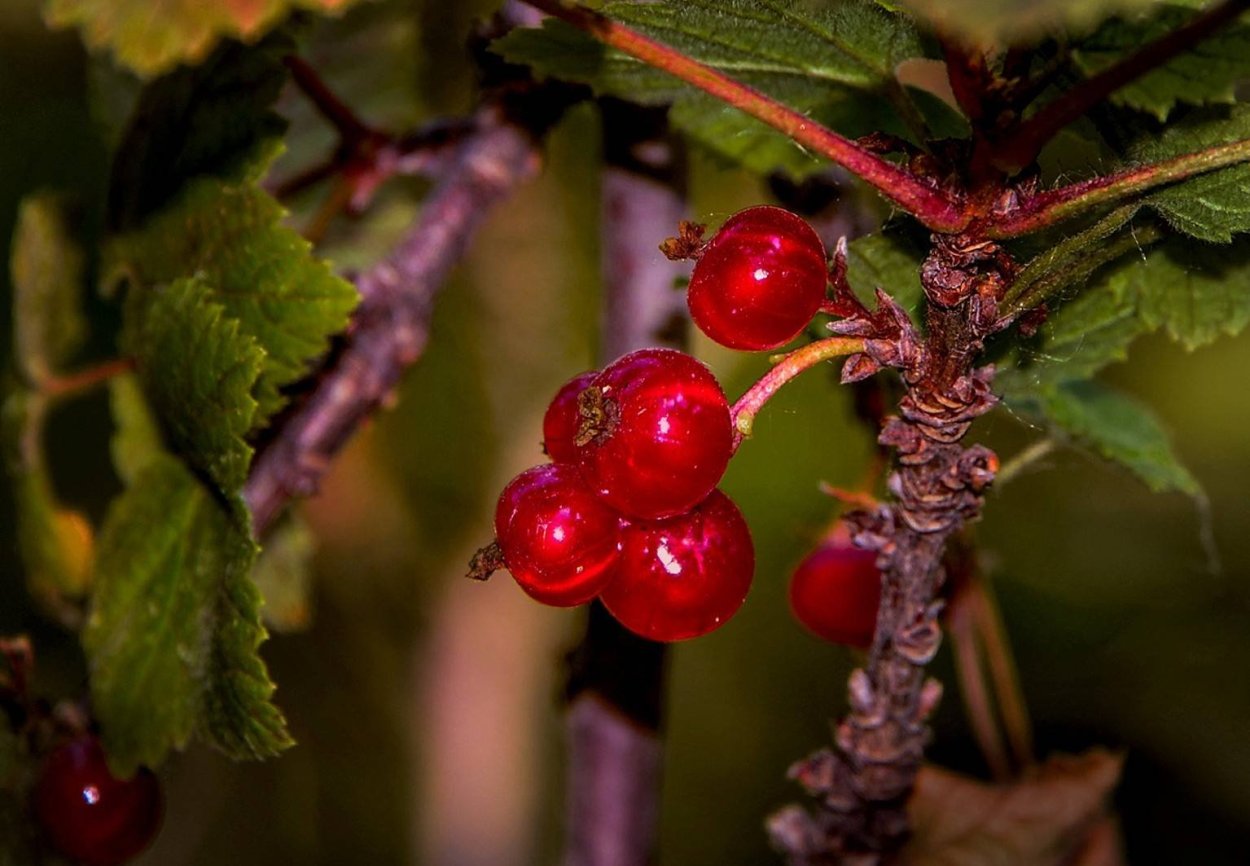 Рябина дерево