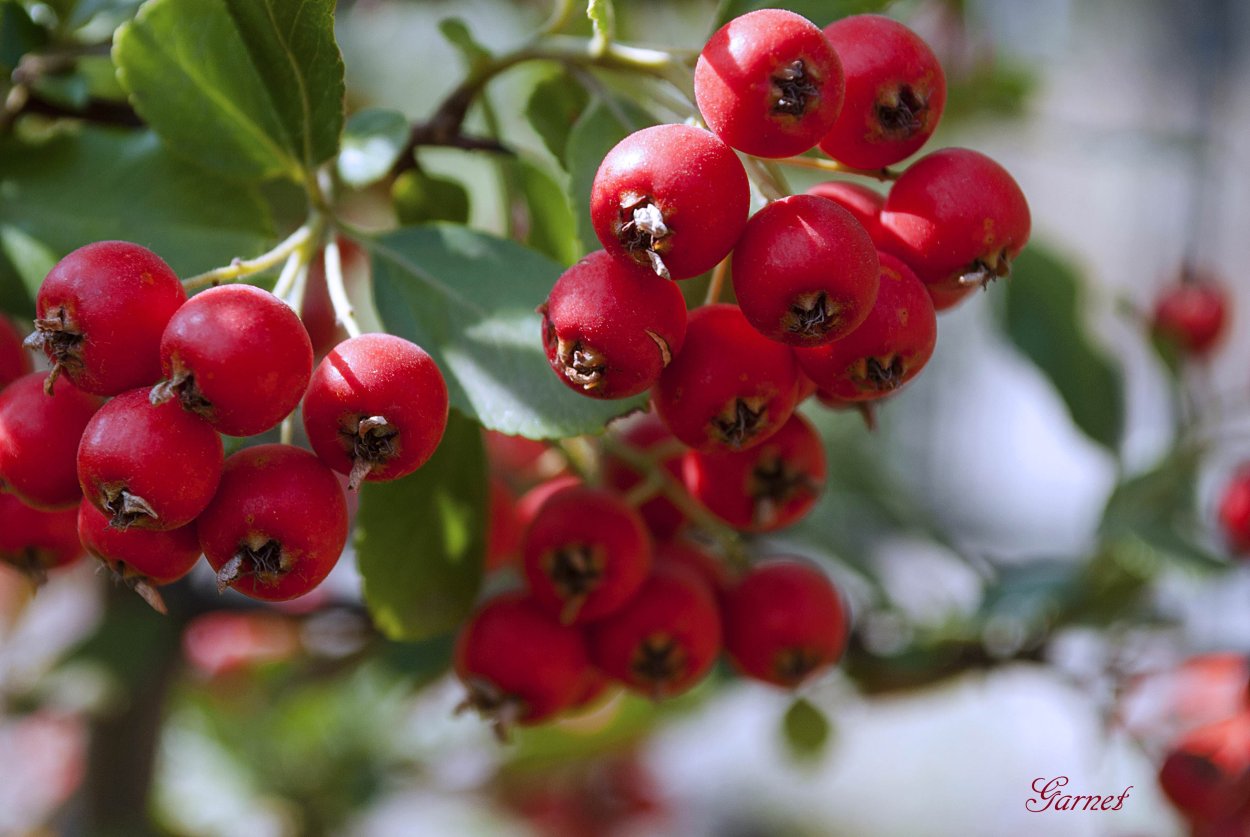 Боярышник сливолистный