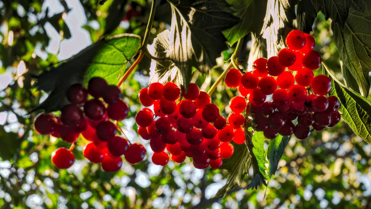 Шиповник Барбарис боярышник