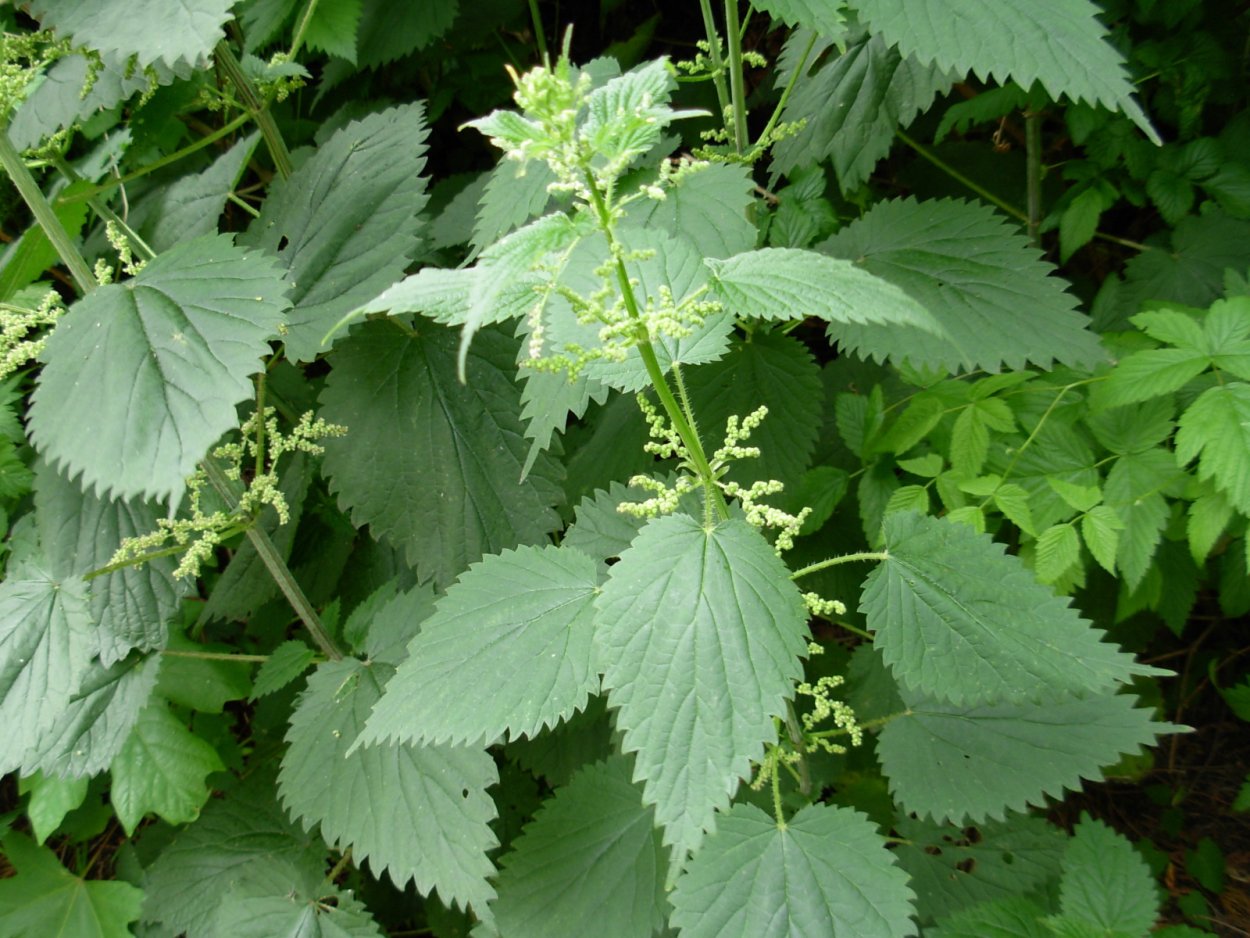 Крапива двудомная (Urtica dioica)