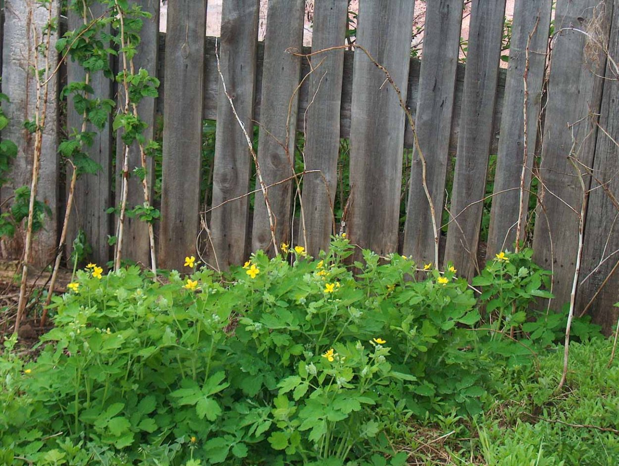 Чистотел Лесной