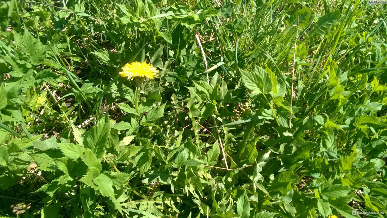 Стоп сорняк