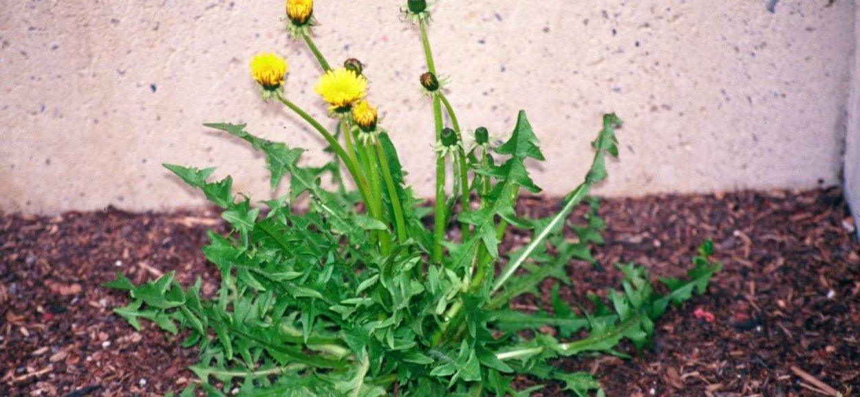 Taraxacum officinale листья