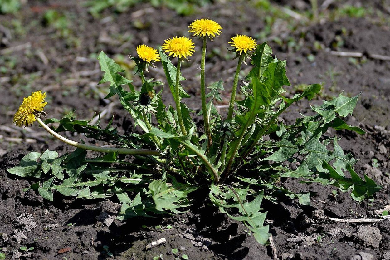 Одуванчик лекарственный – Taraxacum officinale