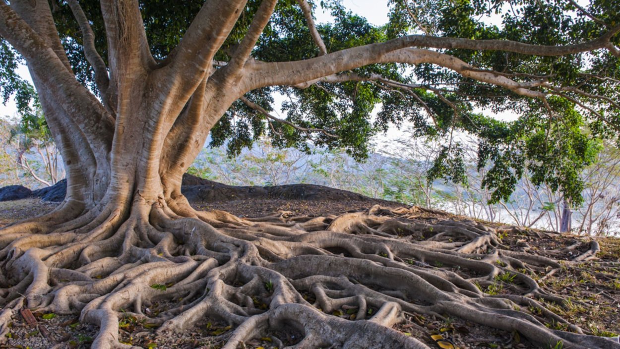 Нарисовать дерево с корнями