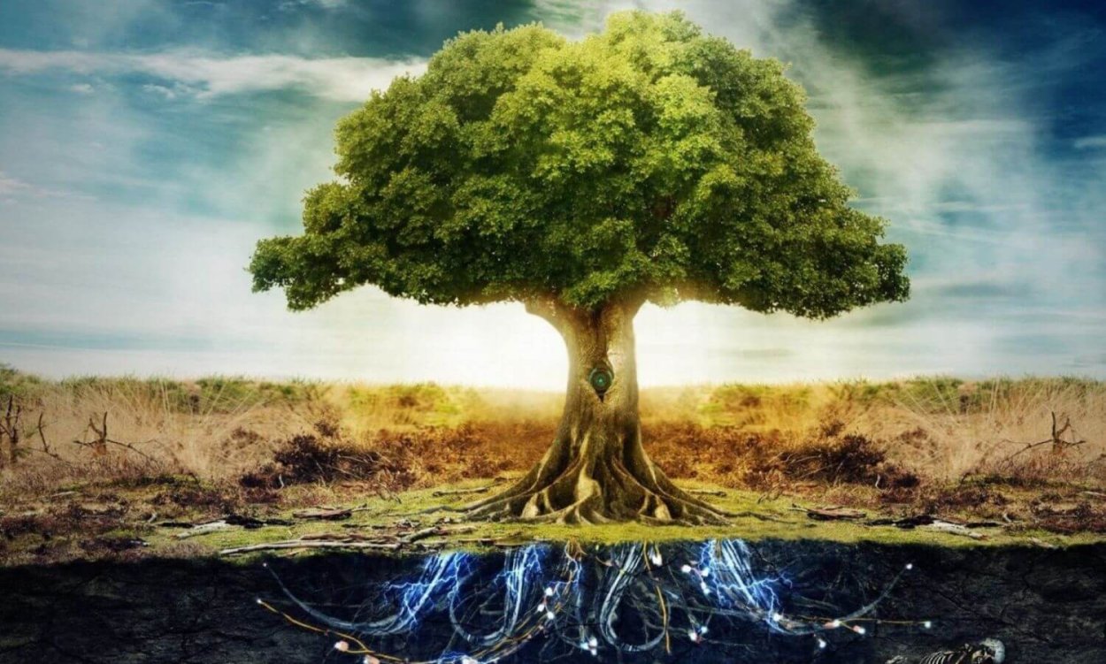 Баньян корневая система