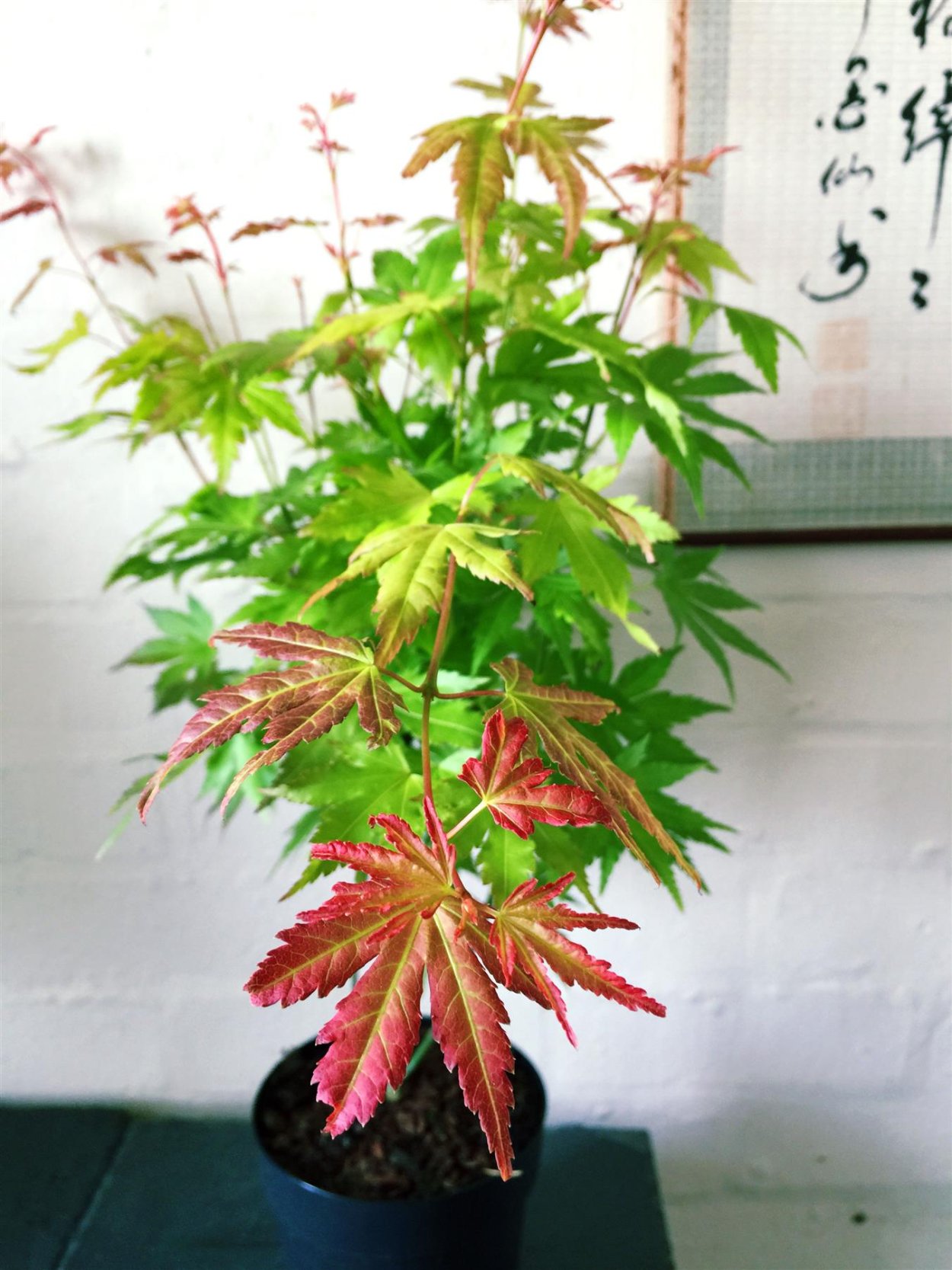 Acer palmatum Mikawa Yatsuba