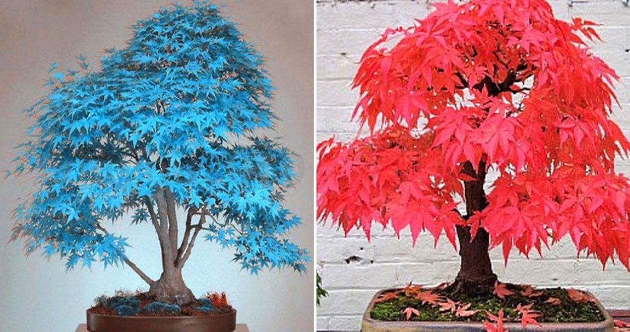 Сакура Акация синий клен дерево из семечка