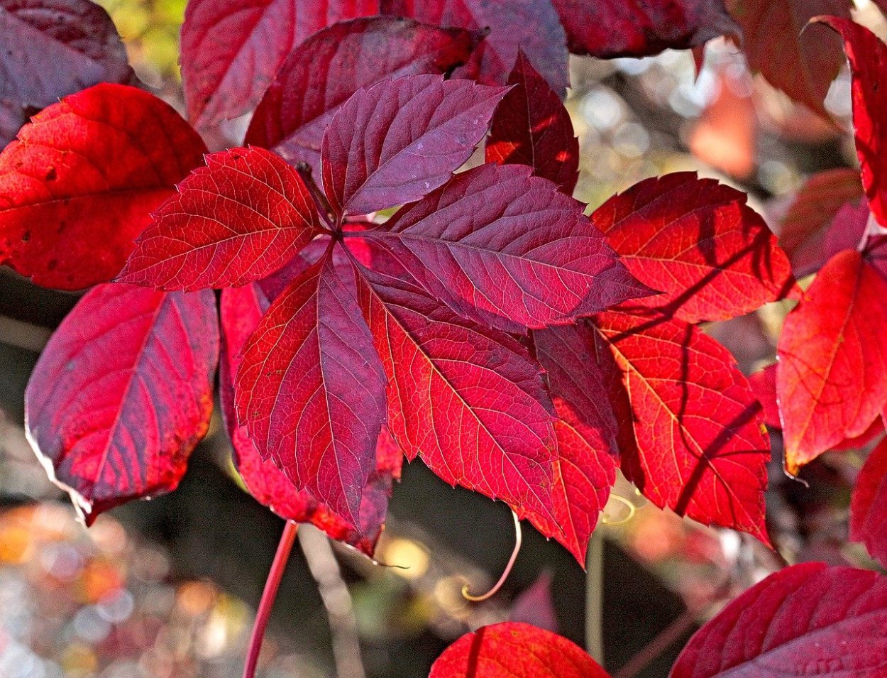 Клен Фримана autumn Blaze