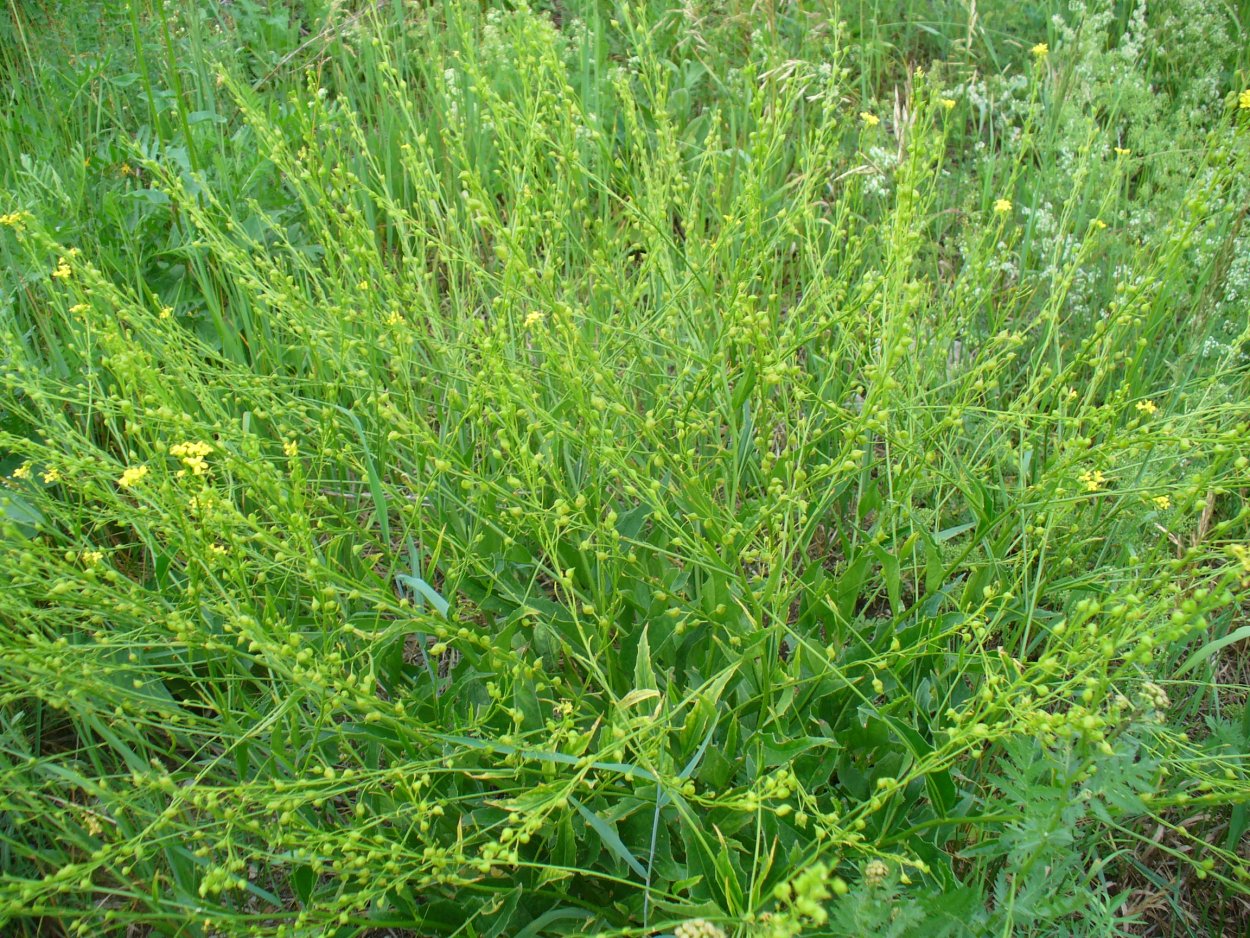 Трава которая растет у дома