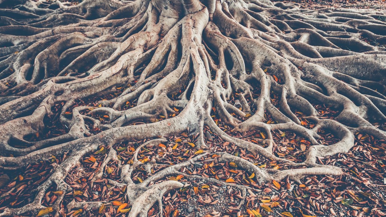 Корни дерева