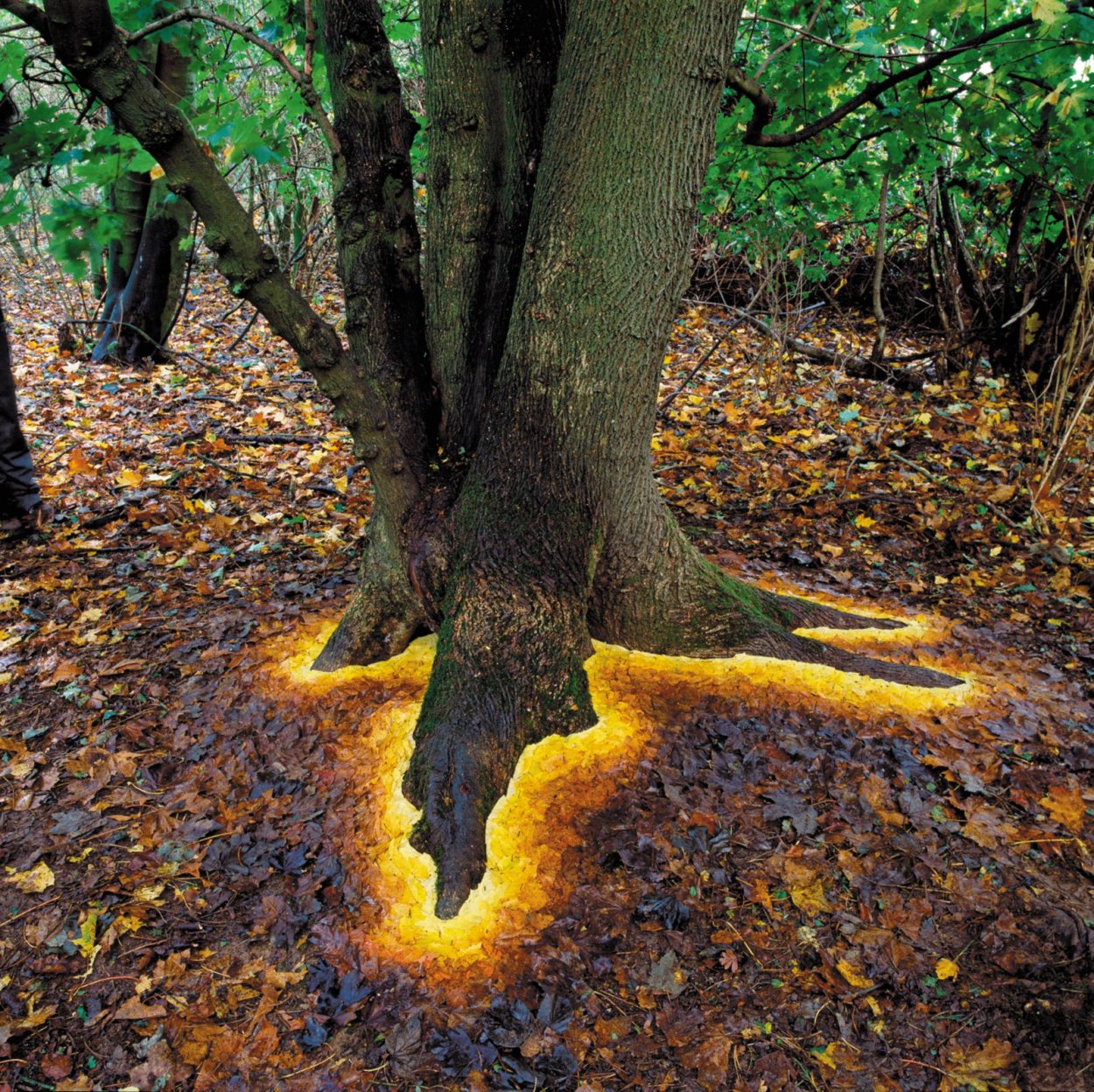 Корни дерева