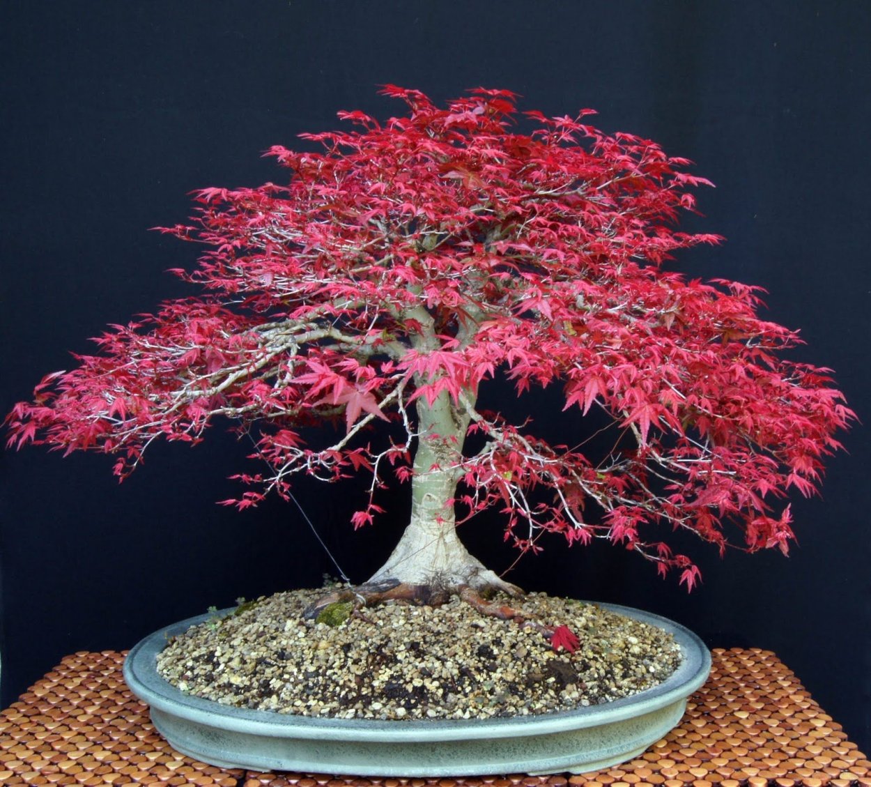 Делоникс бонсай живой