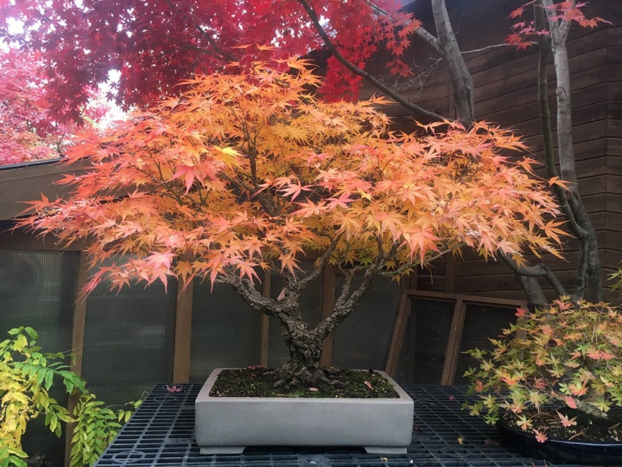 Клён дланевидныйвеерный "Acer palmatum"