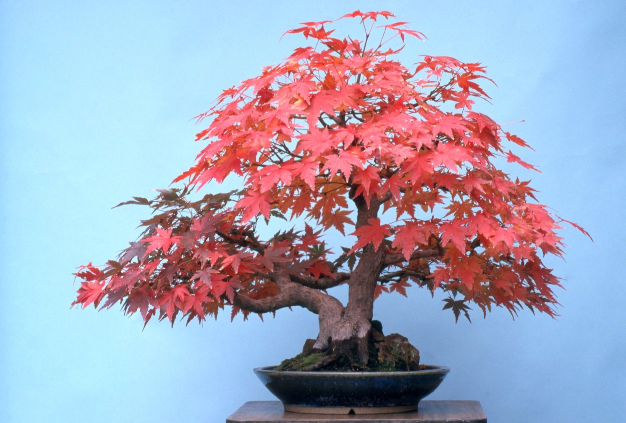 Бонсай клен