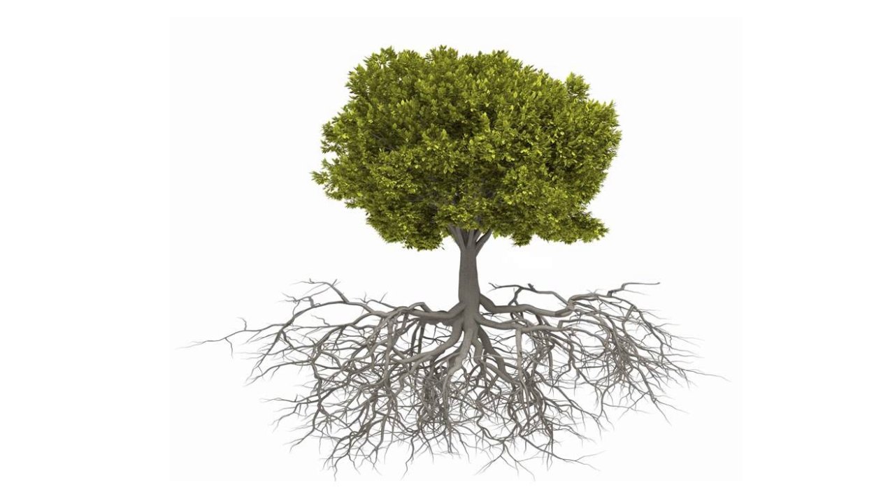 Первые деревья