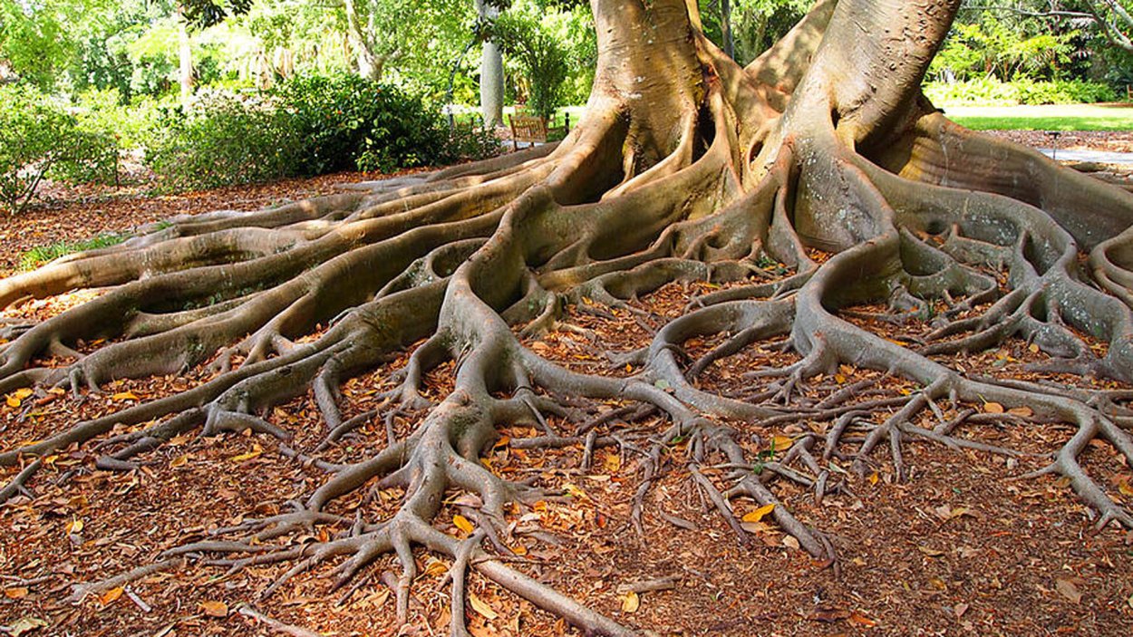 Дерево с корнями и ветвями