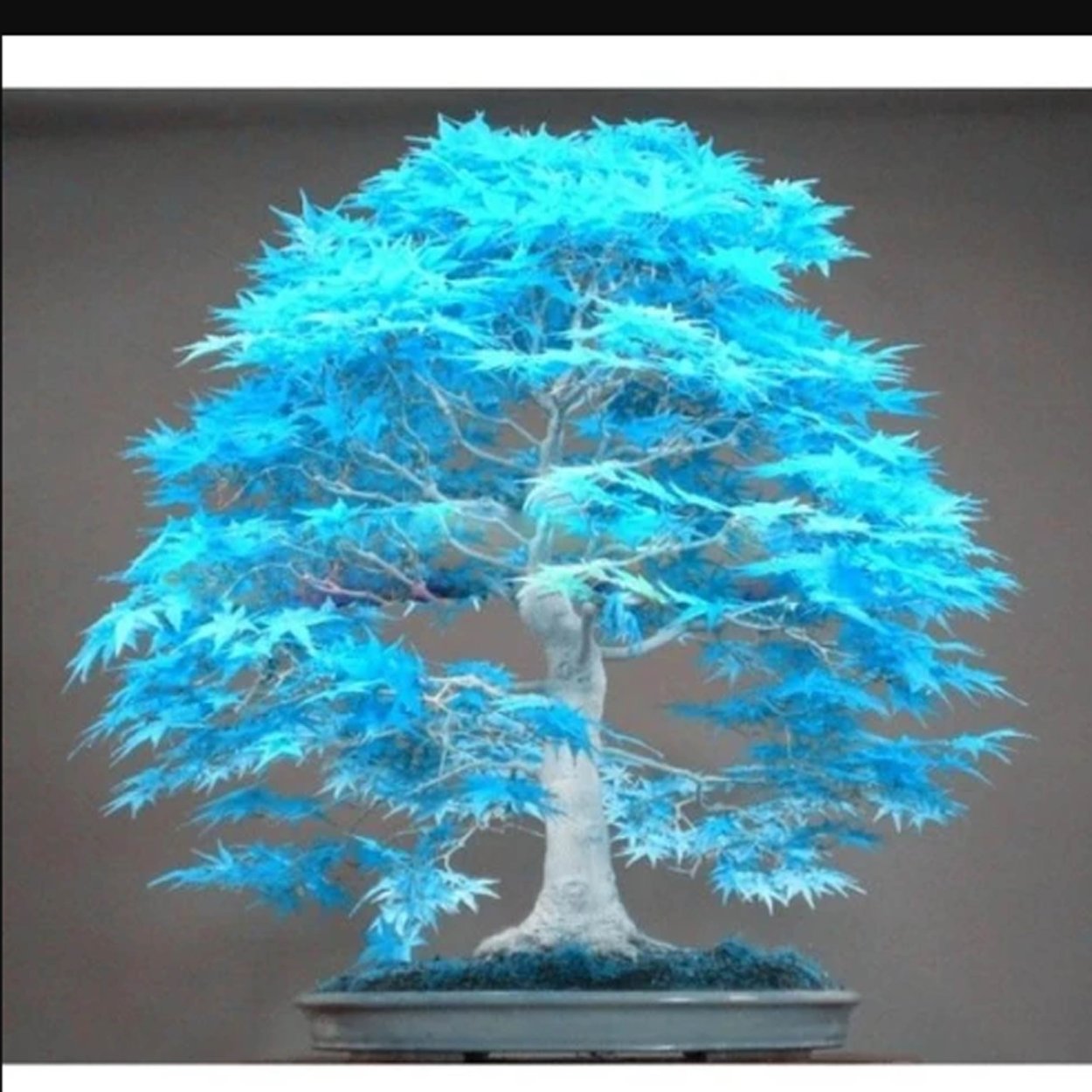 Китайский клен бонсай