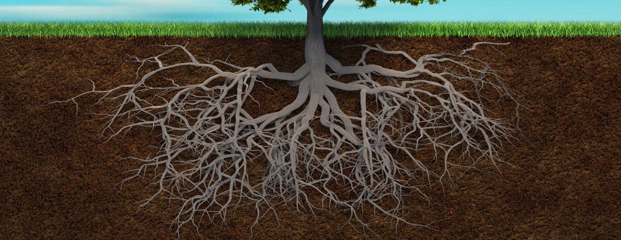 Корни сосны