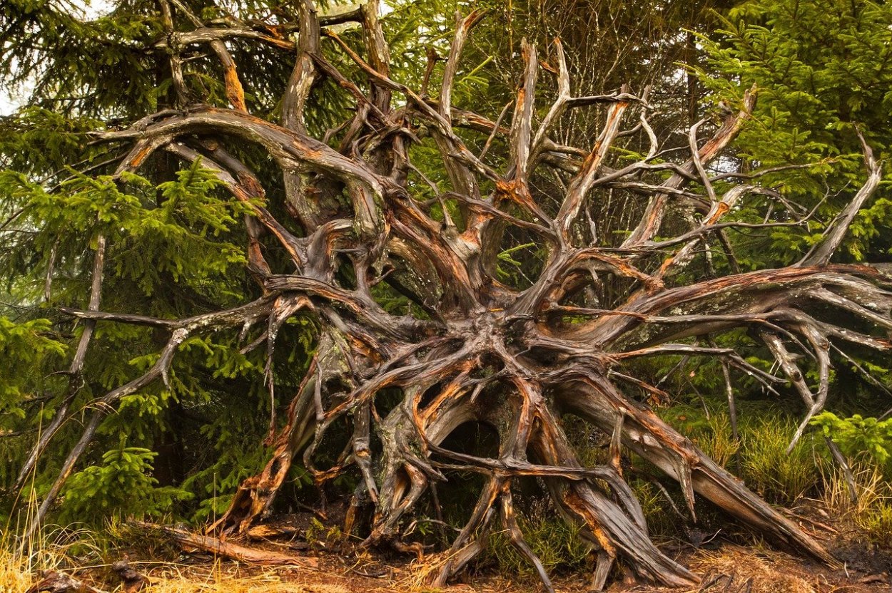 Инсталляция дерево