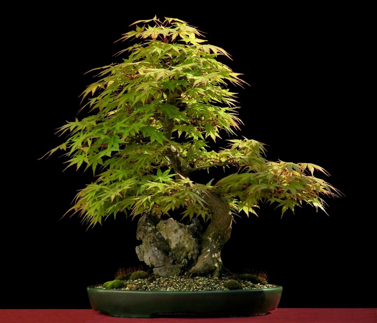 Клен дланевидный бонсай