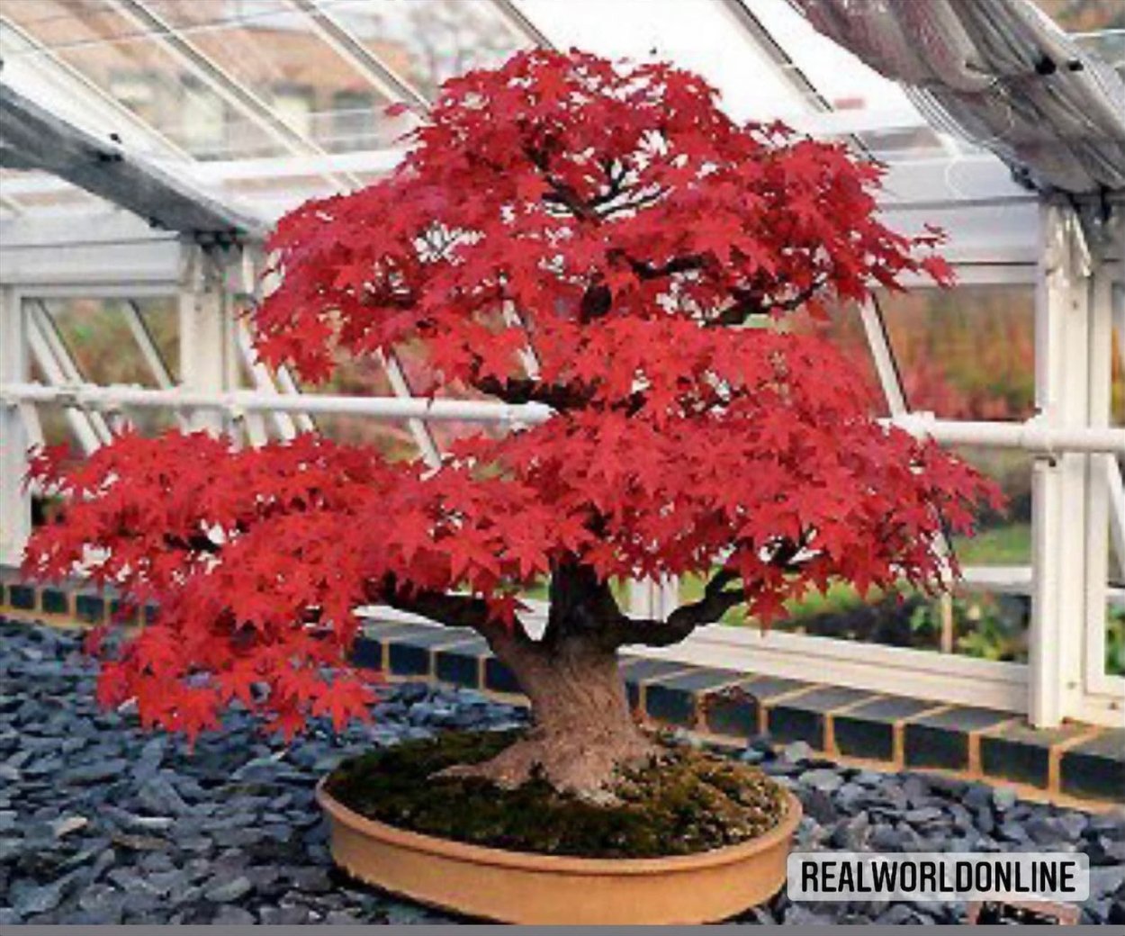 Клен Гиннала бонсай