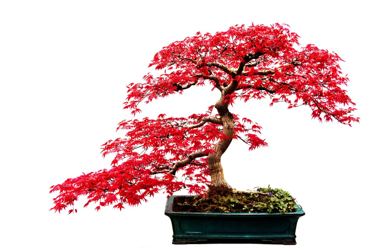 Адениум Red Maple