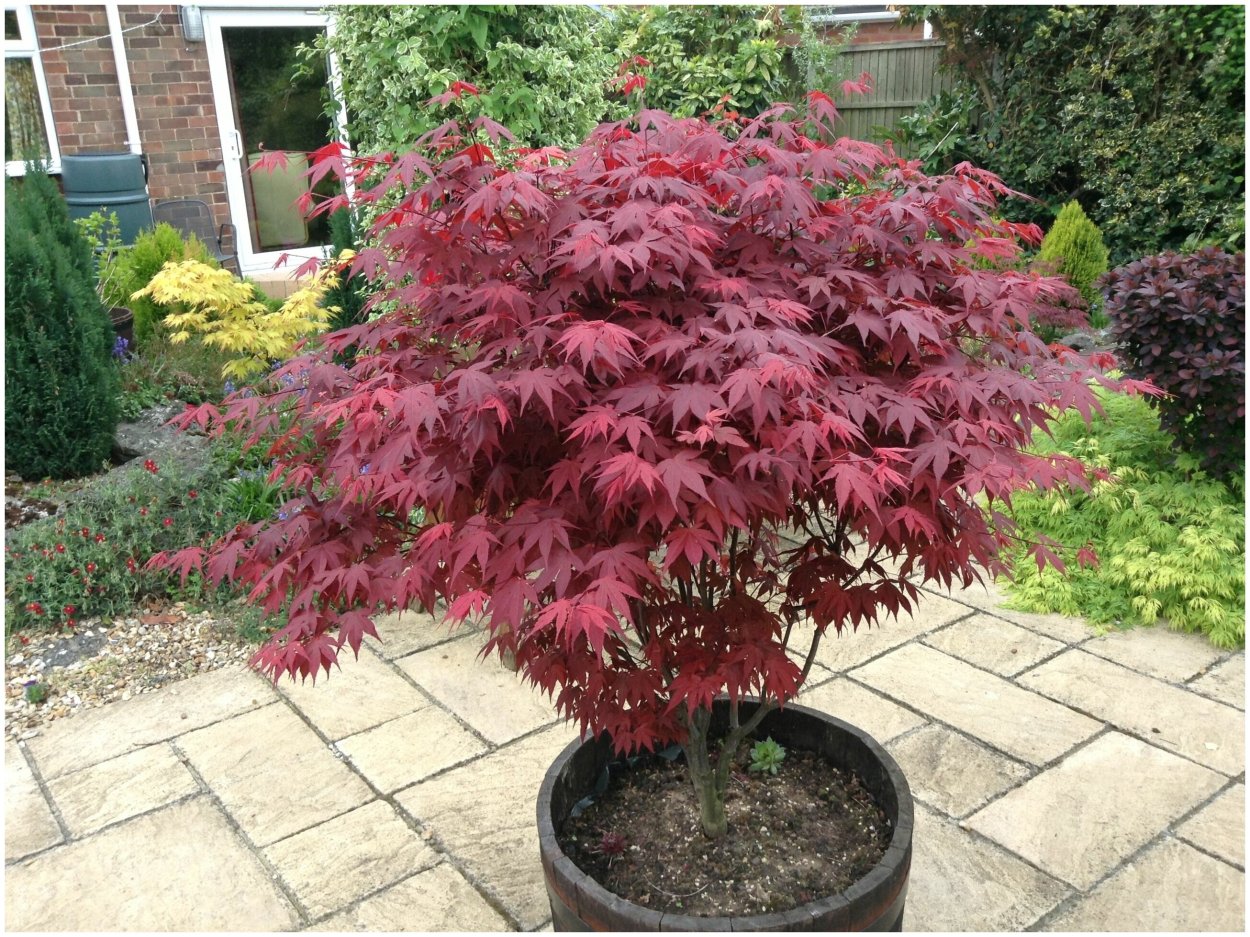 Клен дланевидный Acer palmatum