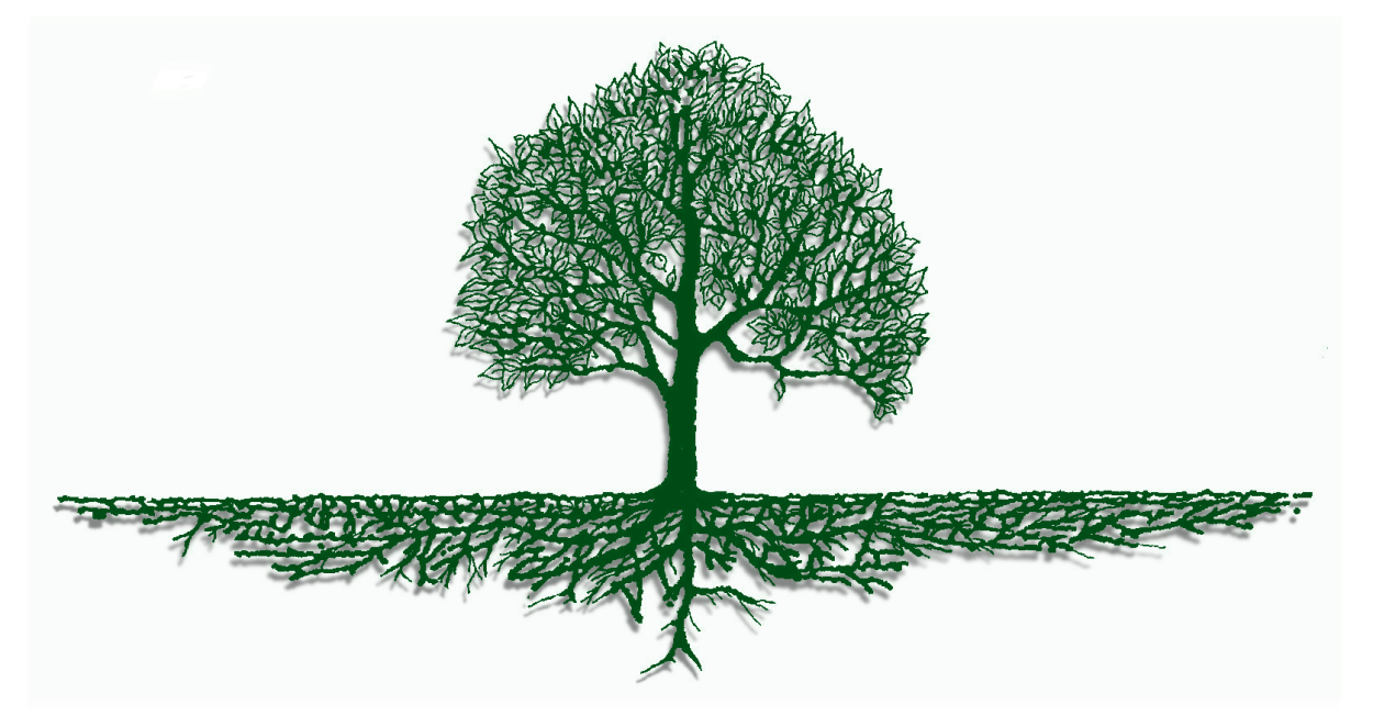 Остров Сумба Индонезия деревья