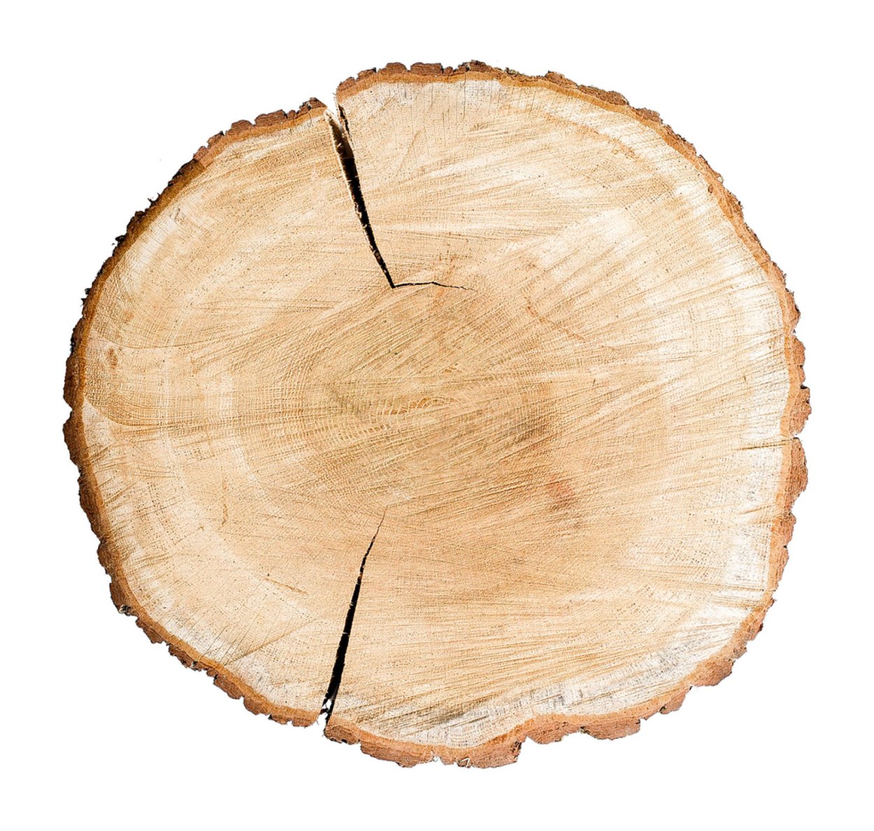 Круглый спил дерева