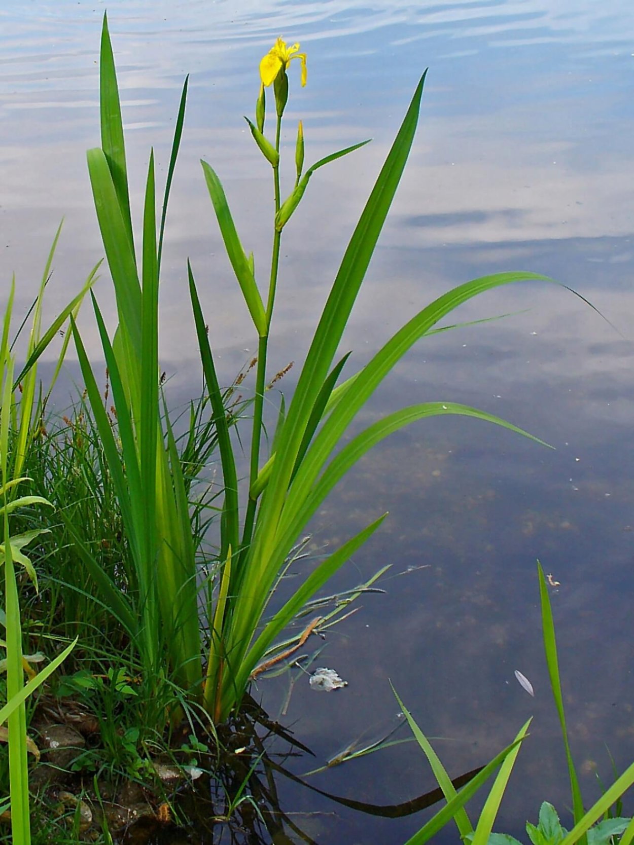 АИР обыкновенный болотный