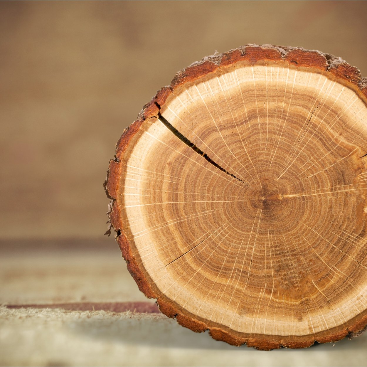 Водослой пороки древесины