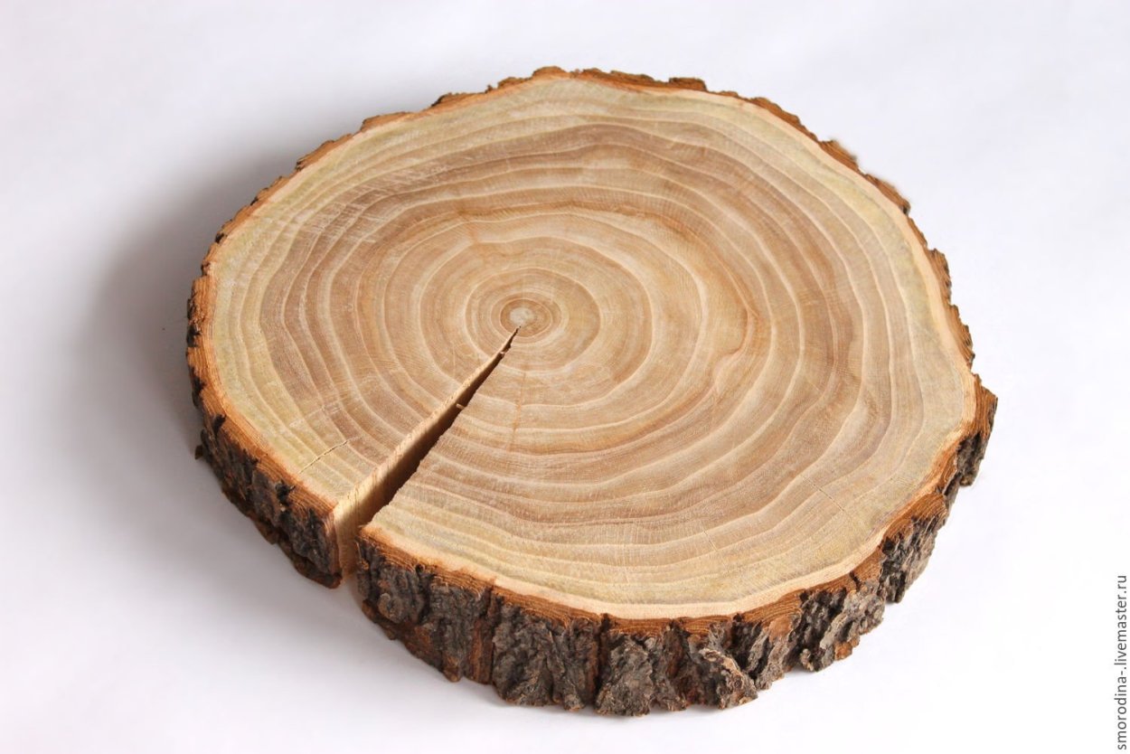 Вяз карагач древесина