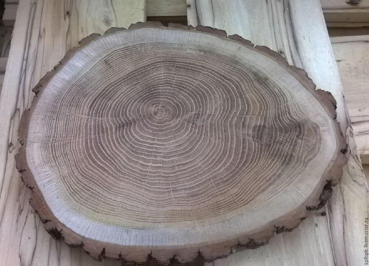 Распил ствола дерева поперечный срез
