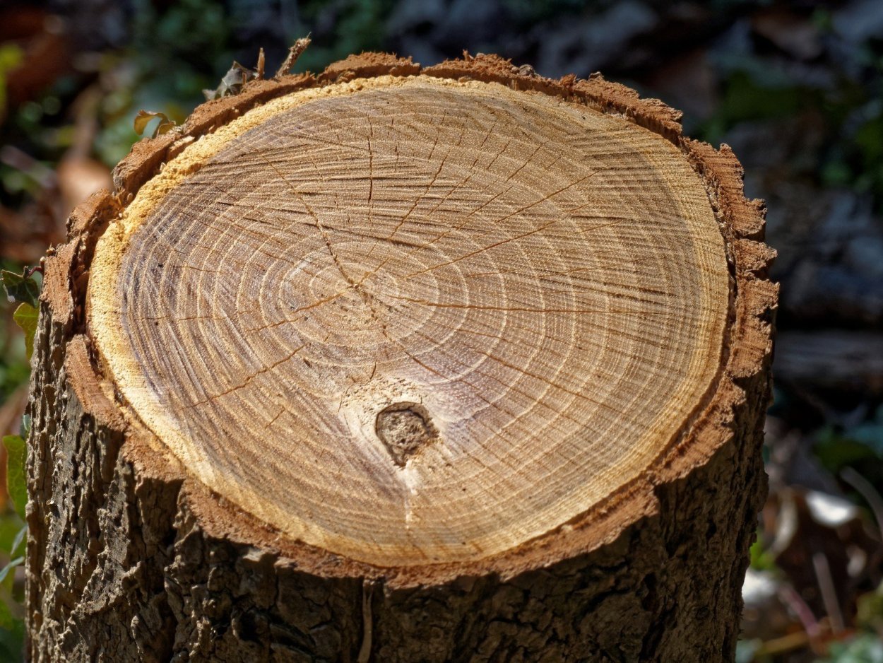 Срез ствола Тиса