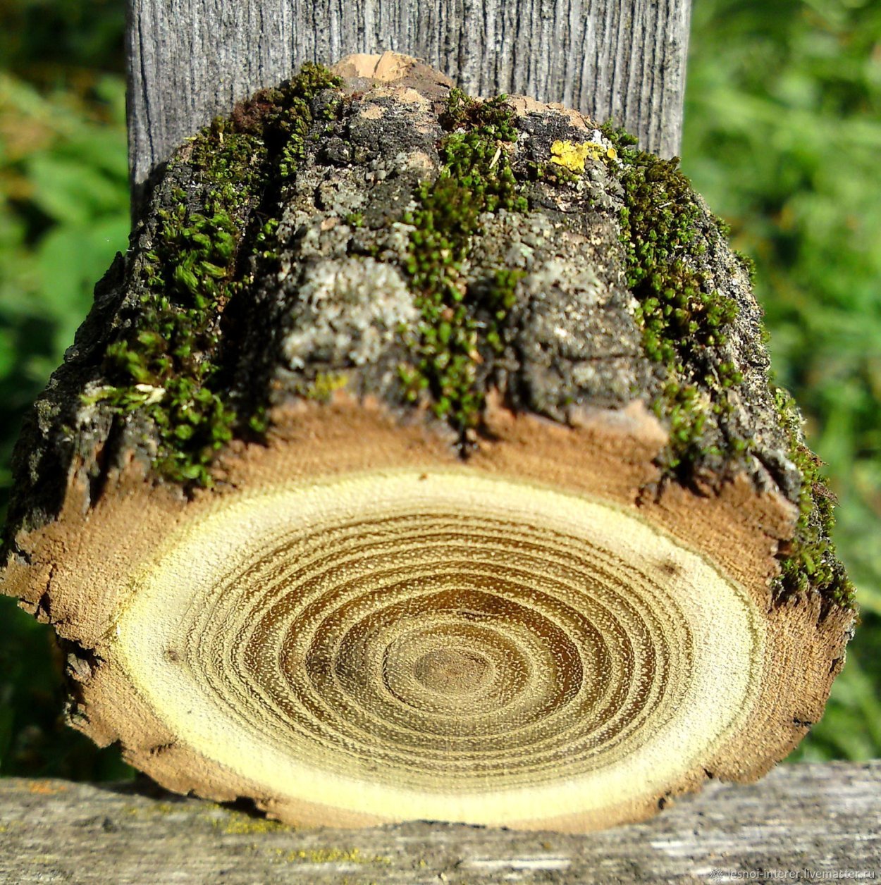 Сибирская лиственница кора