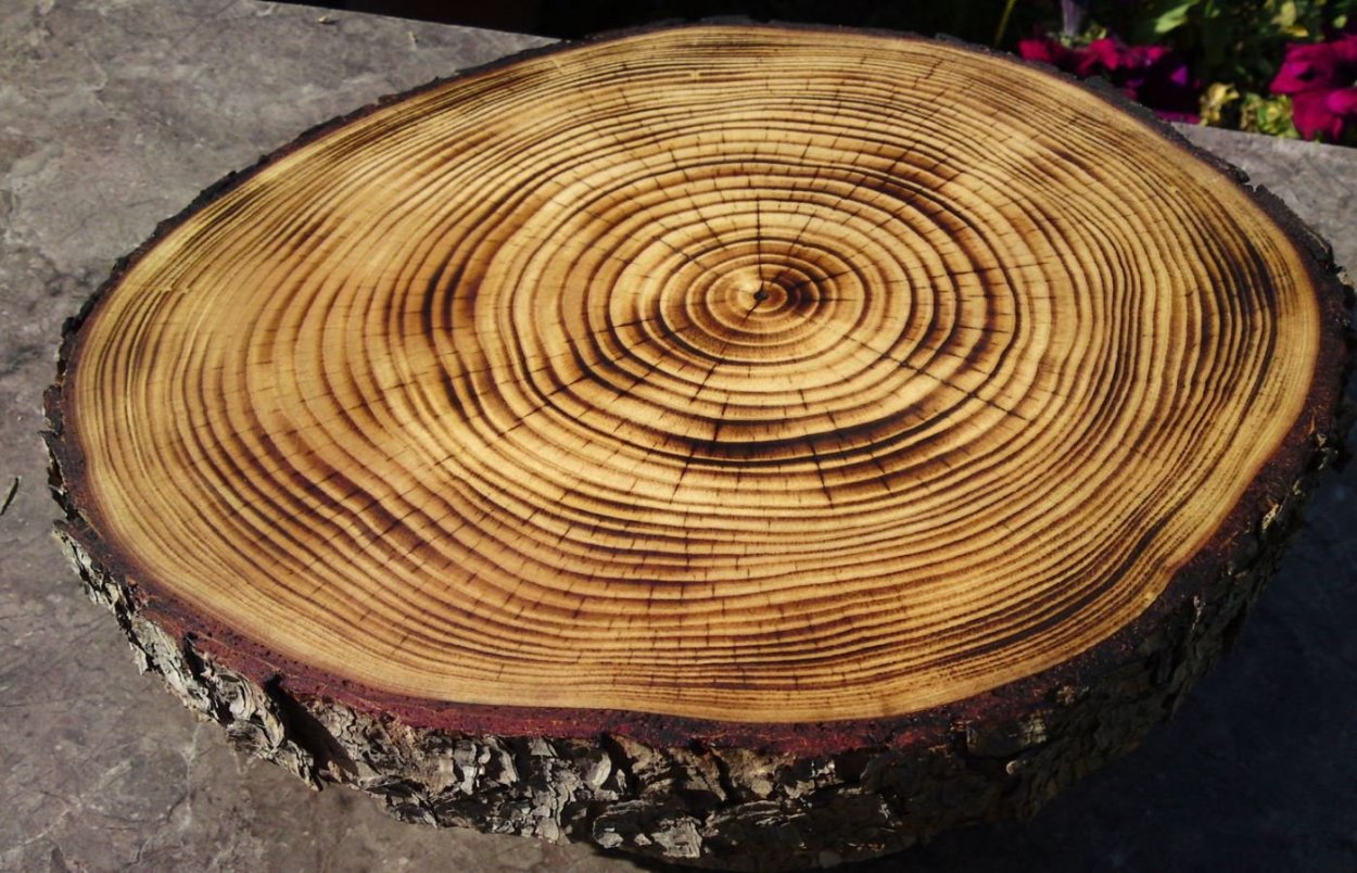 Кольца дерева