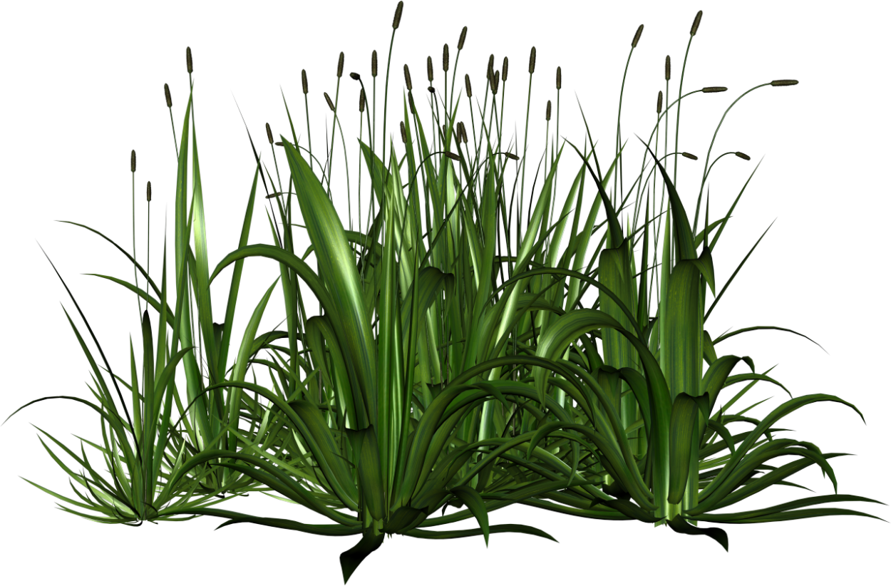 Травинки на прозрачном фоне