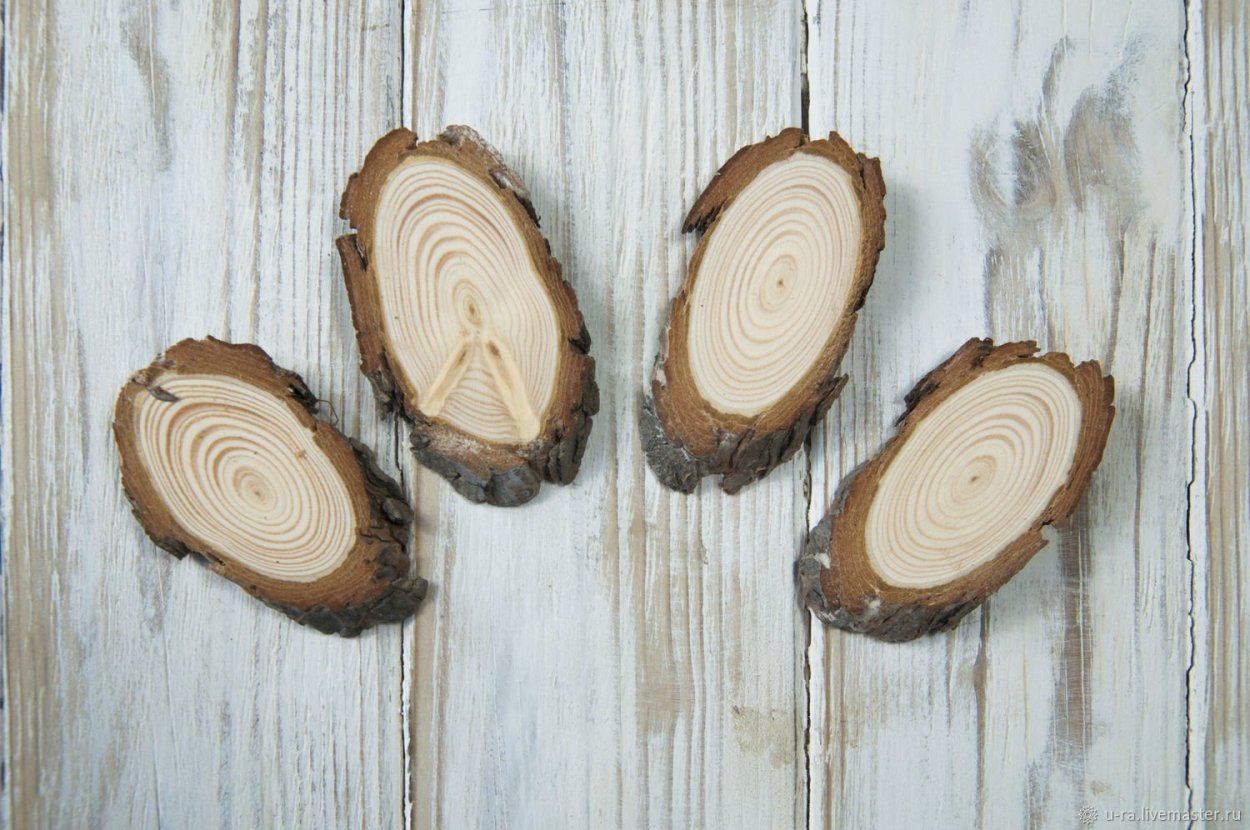 Спилы дерева для декора