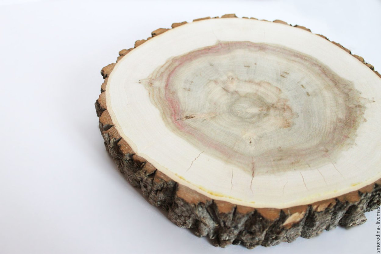 Круглый срез дерева