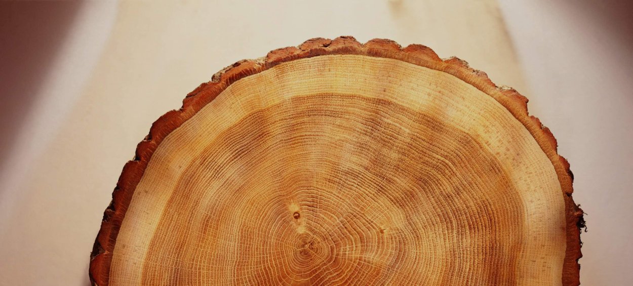 Поперечный спил кедра