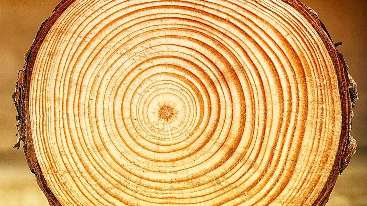 Годичные кольца секвойи