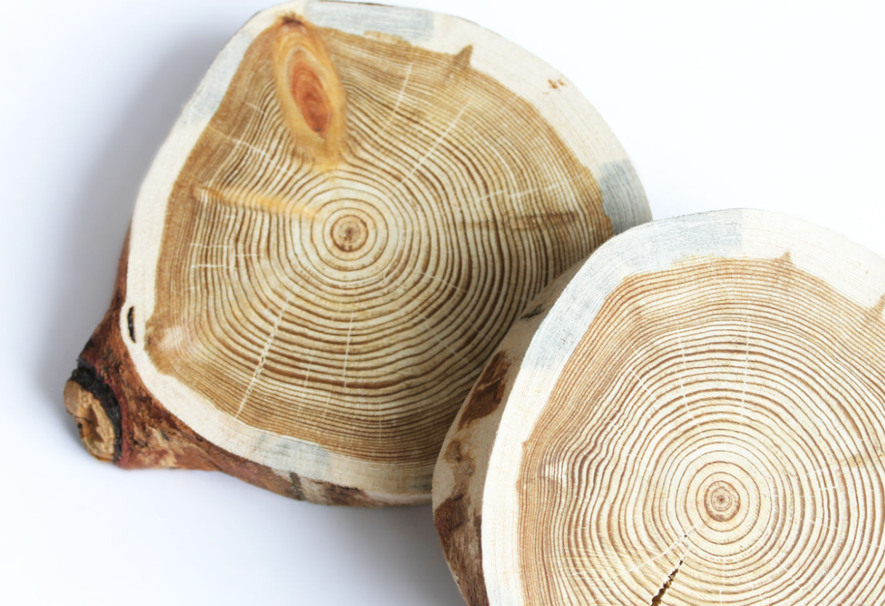 Сибирская лиственница спил