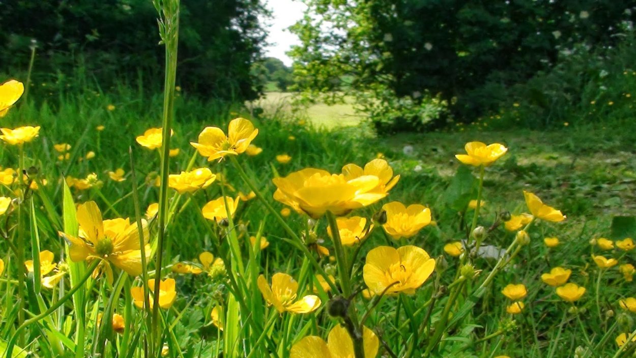 Лютик едкий и Лютик Луговой