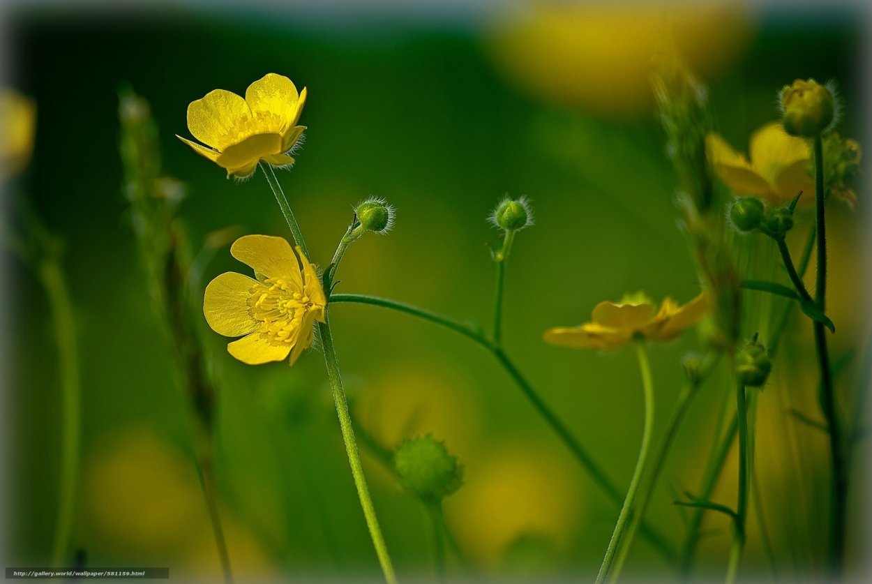 Цветок Лютик белый полевой